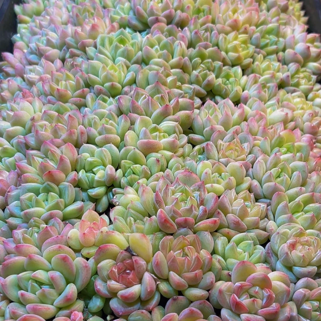 用***7628多肉葡萄的味道真的是