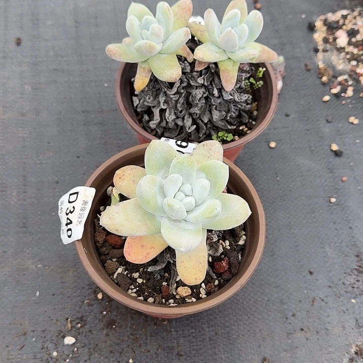 咪*拇指仙女杯多肉植物