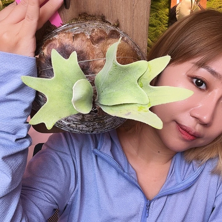 不开花植物tonkla 三混小体 侧