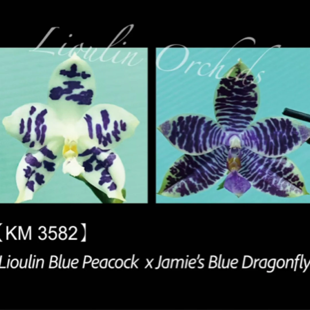 花农杰哥原生种蝴蝶兰直播专用3582蓝孔雀交蓝蜻蜓