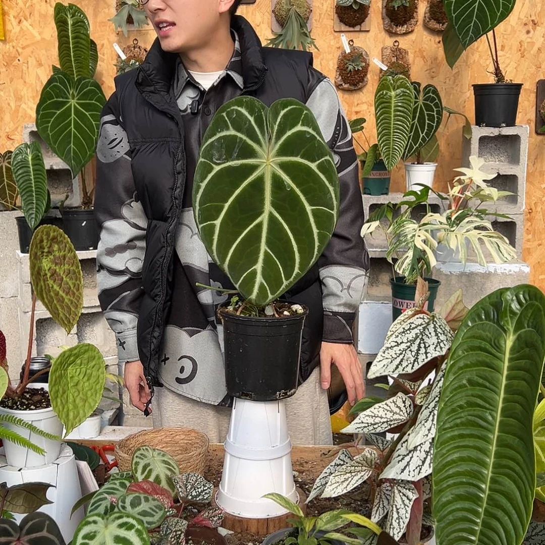 完全开放A18老桩花烛