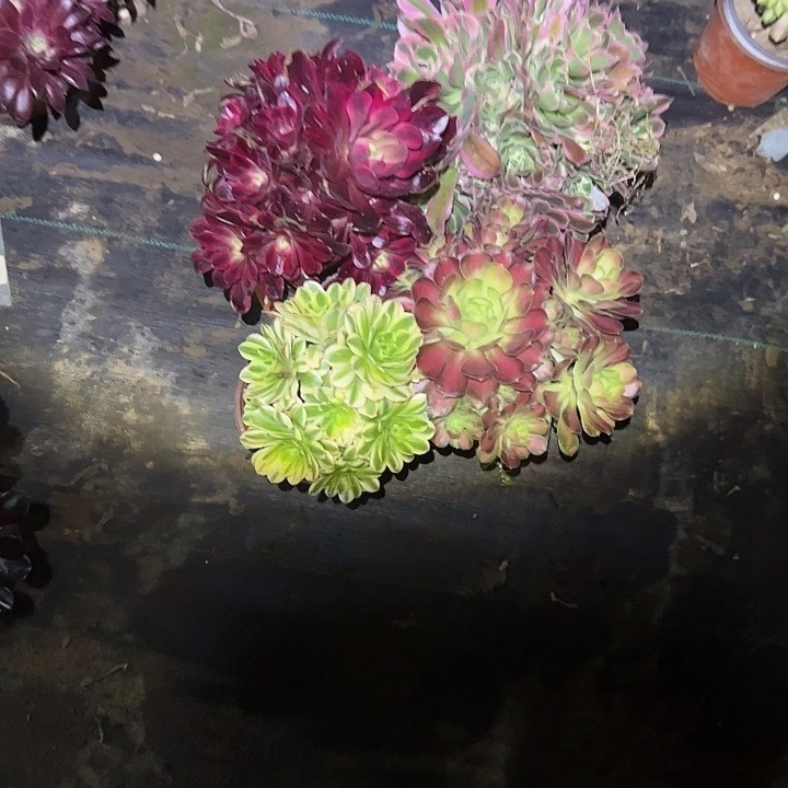 安***米法师植物链接一物一拍29