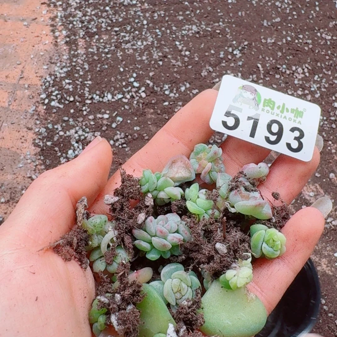 月***凉多肉植物多肉植物