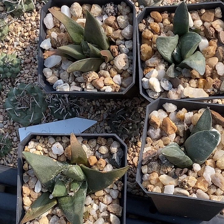 牡丹两个一组，龙牙加玉牡丹