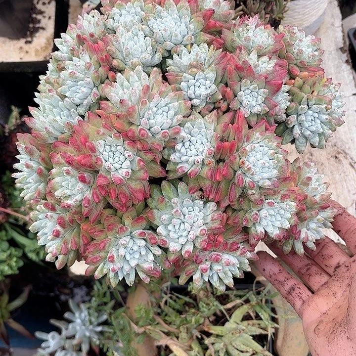 春****?仙女杯多肉植物提取