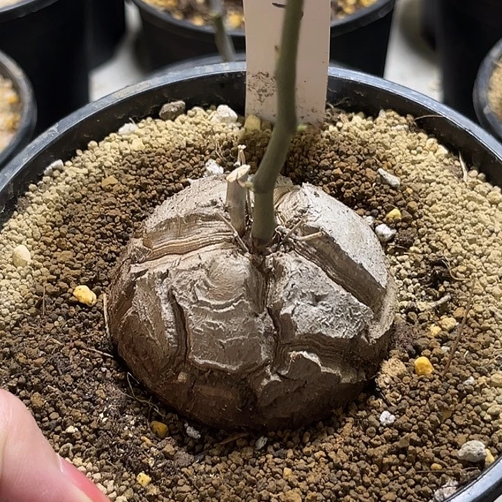 潮流植物龟甲龙上新T37
