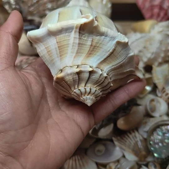 石材天然海螺贝壳