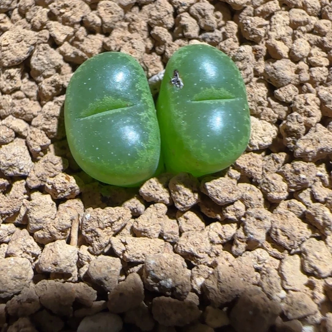 肉锥多肉植物组合-绿流苏有疤961