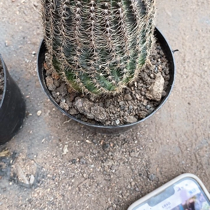 大粉红女郎仙人球367899