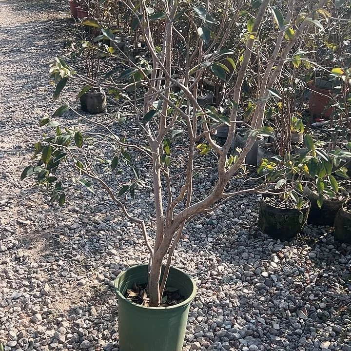 潘*1245556666666苗哦