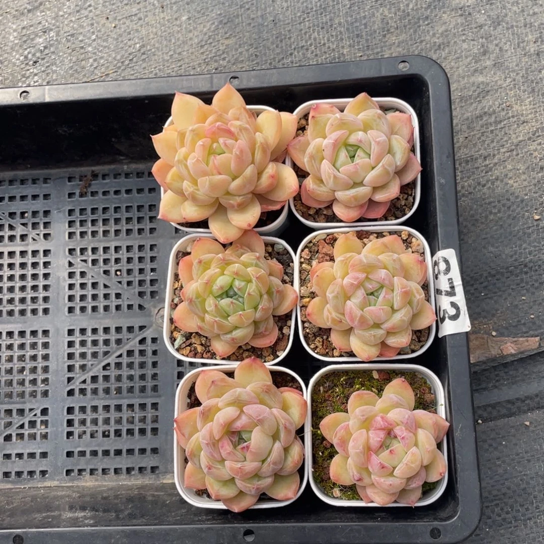 颜*多肉植物六个精品873