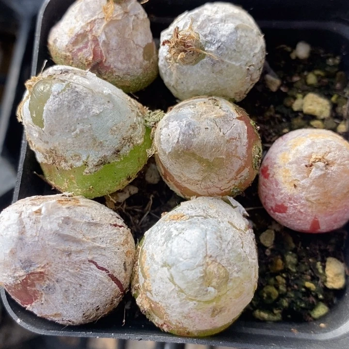 726大灯泡一组有伤