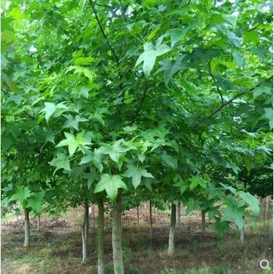 五角枫树苗五角槭五角枫彩叶枫苗青枫大小苗庭院道路耐寒绿化苗木