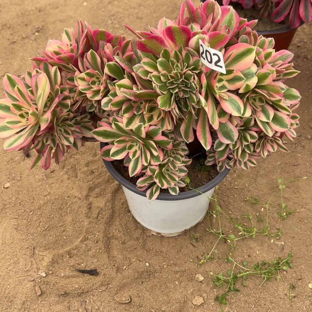 202粉女巫缀砍过头不包损