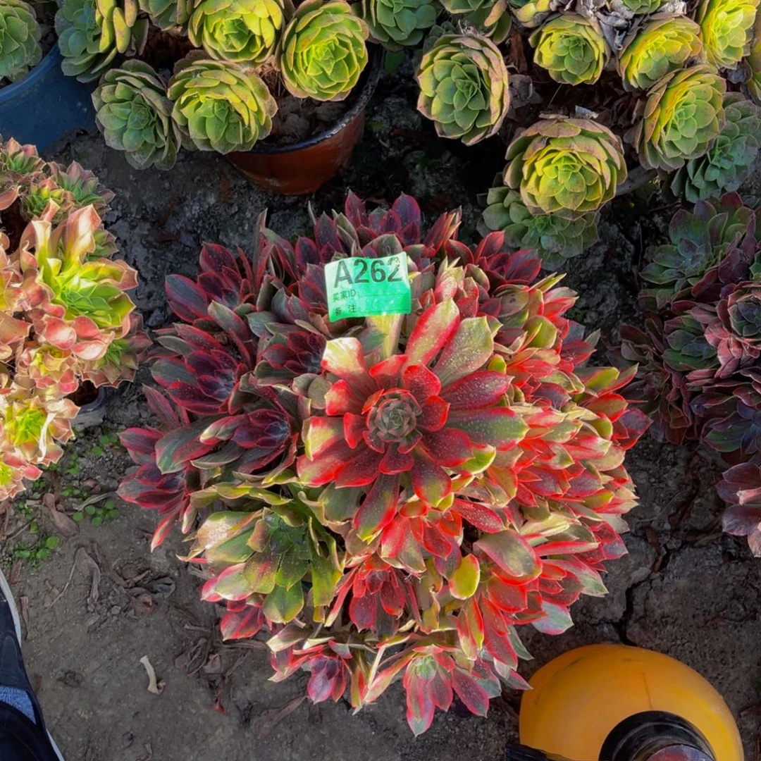 浣纱法师朵朵5-46