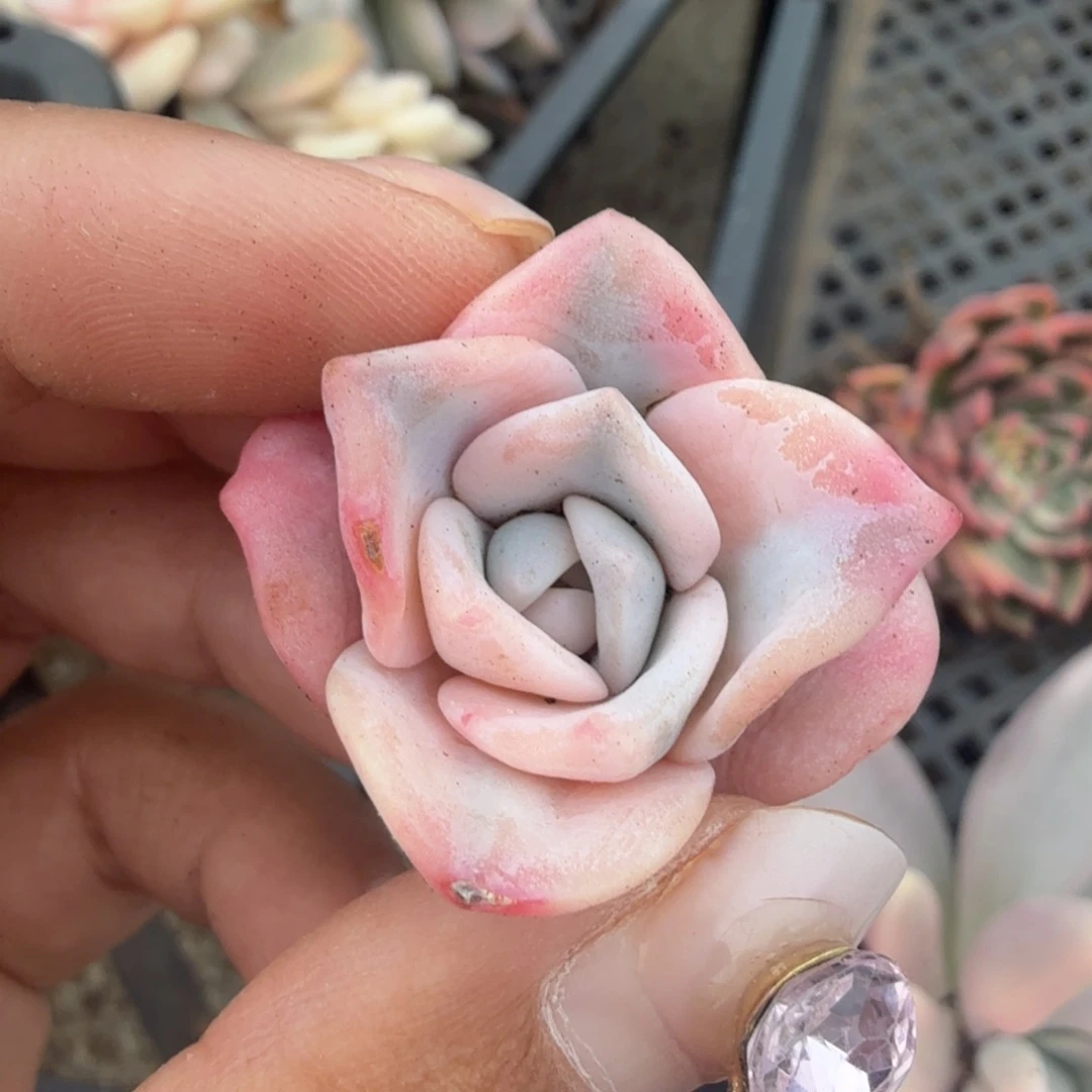 一刻奶茶锦快发根了