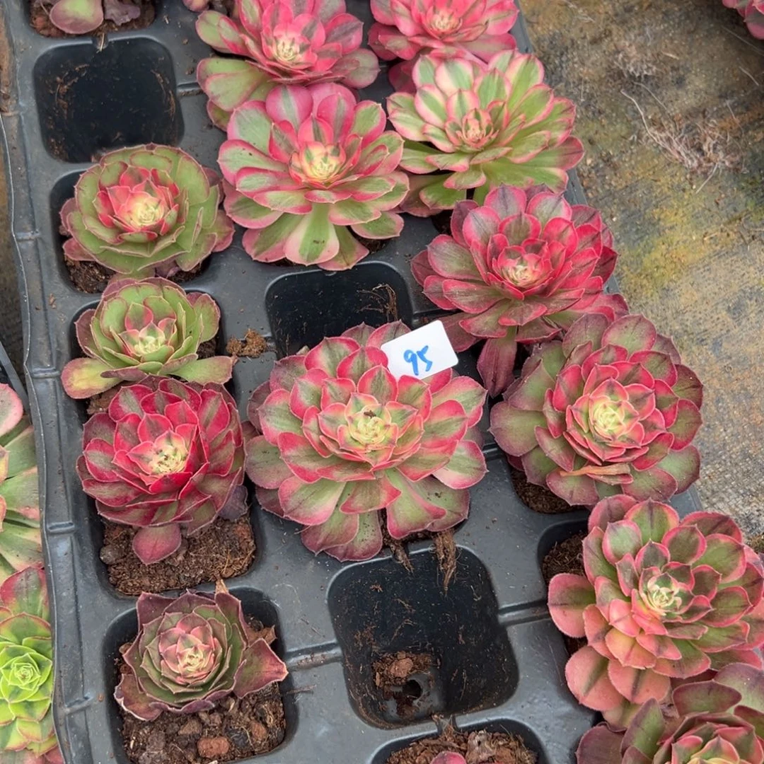 95一盘多肉嘻嘻嘻