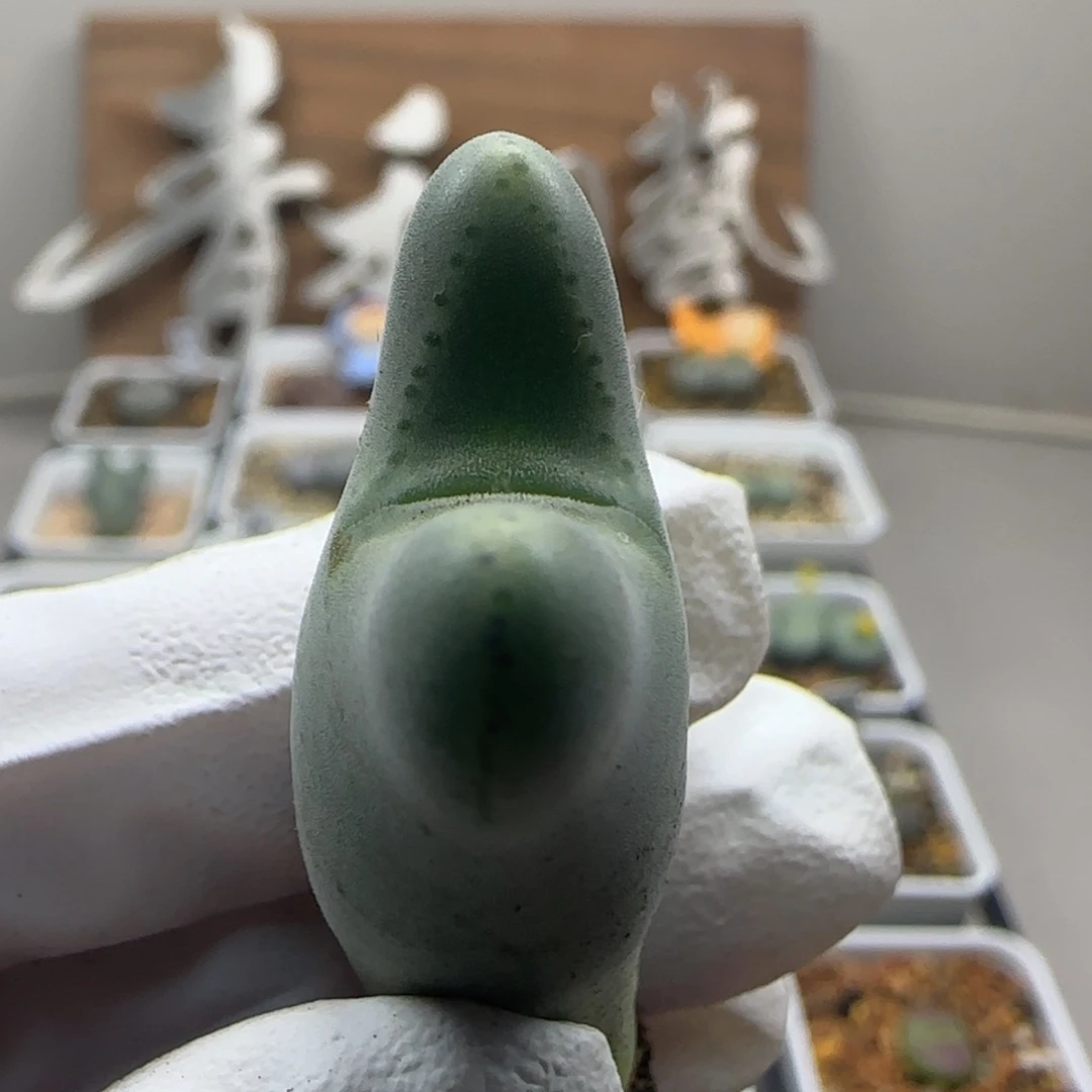 枫***桐10-29当天满38包邮短耳毛皮卡丘