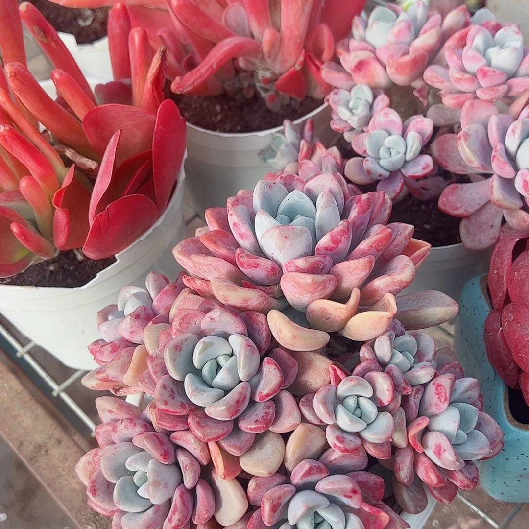 花斑露多头造型精品