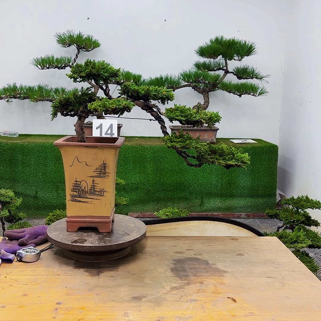 盆景盆景盆景盆景