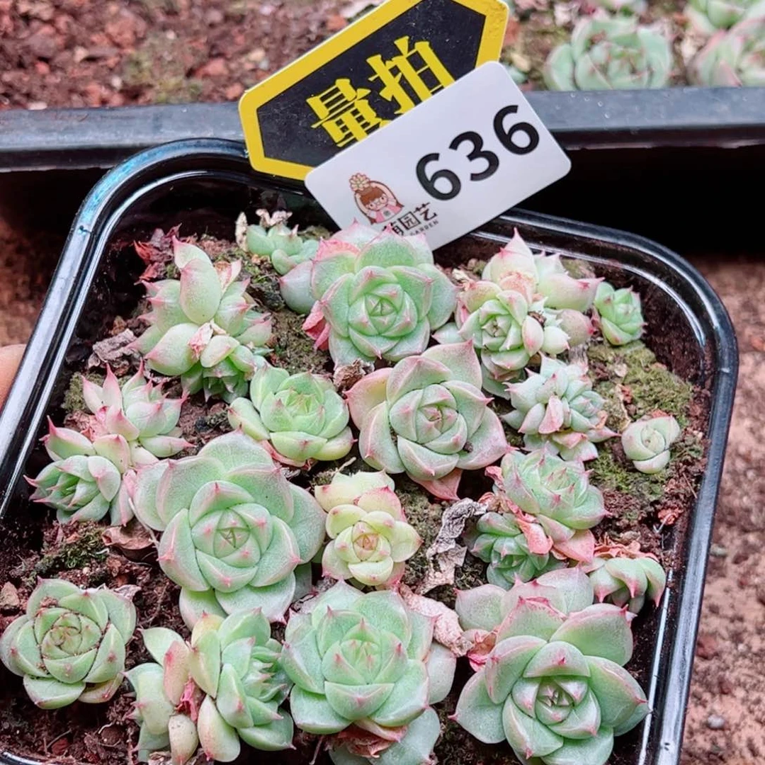 当前无花朵，栽培后可花朵