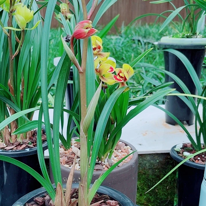 用***草完全开放一物一漂亮