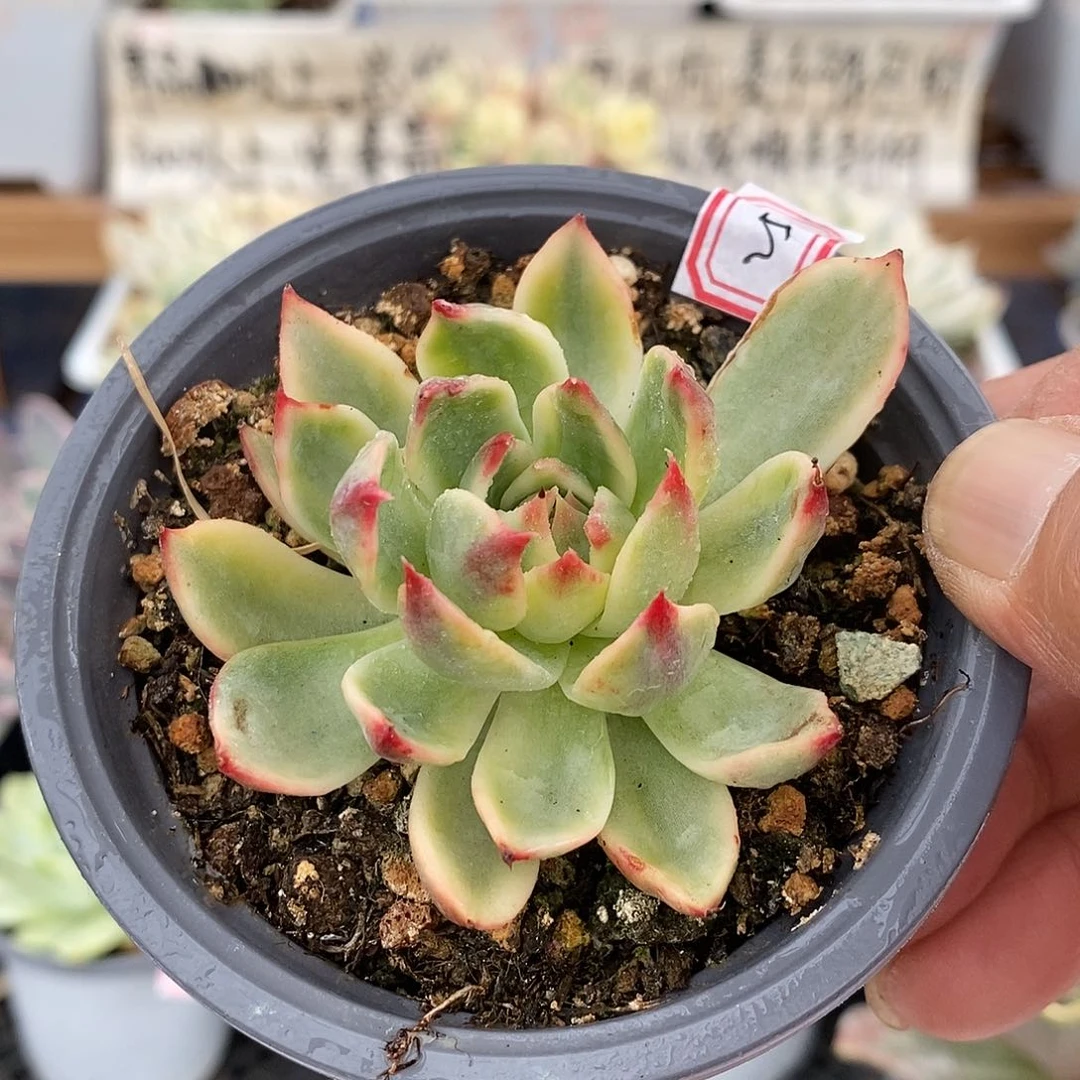 20255 桃花覆轮锦