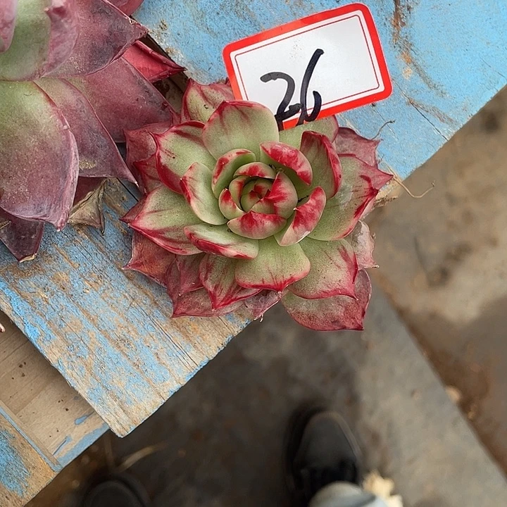 月***弯26//////////////