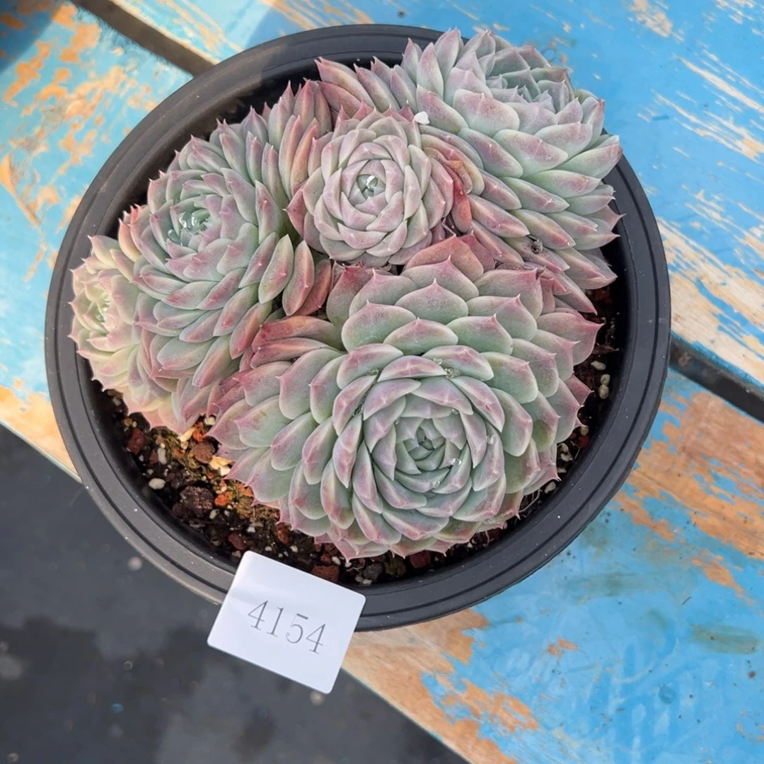 快*吧4154肉多么多么多哦哟肉