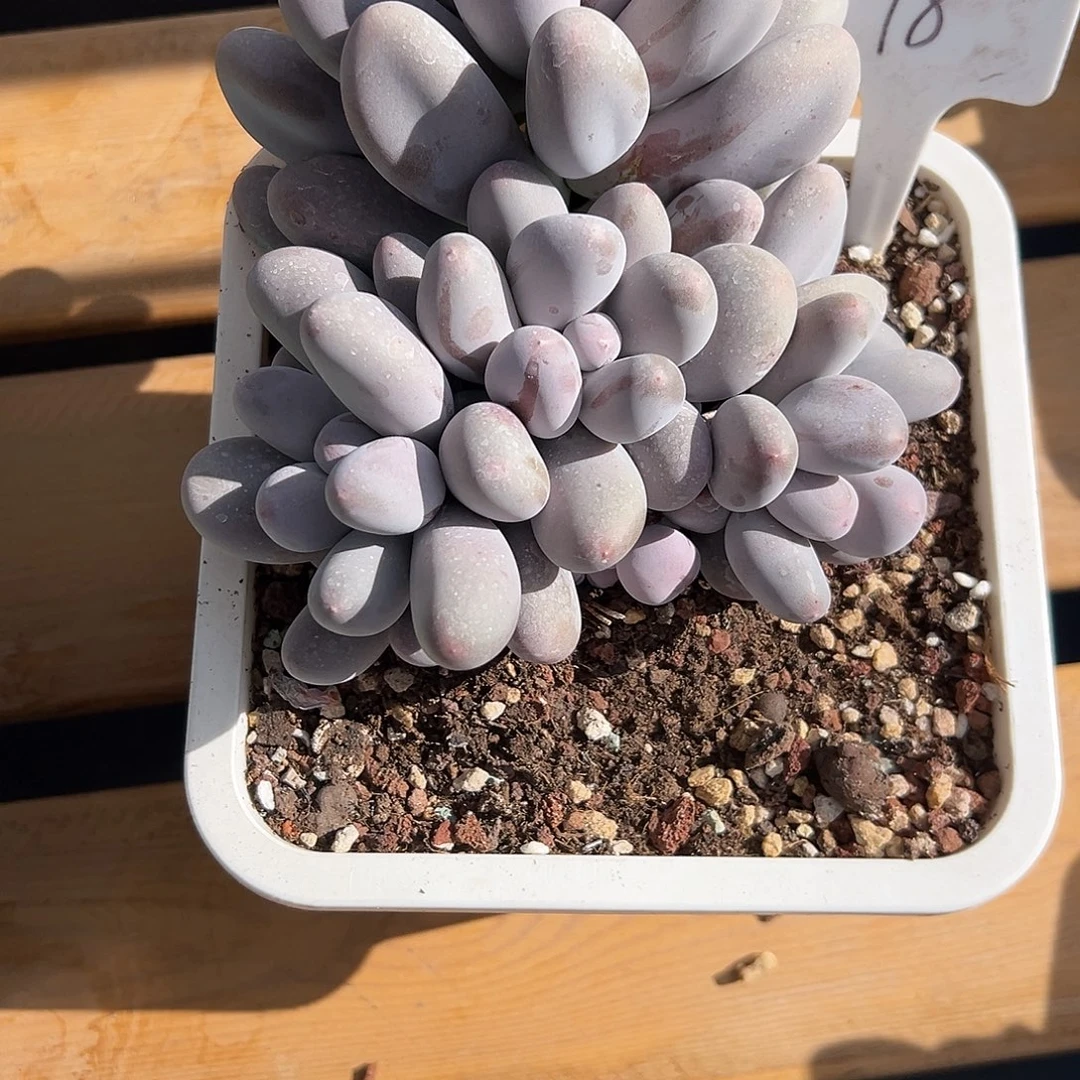 18米可奶。多肉。