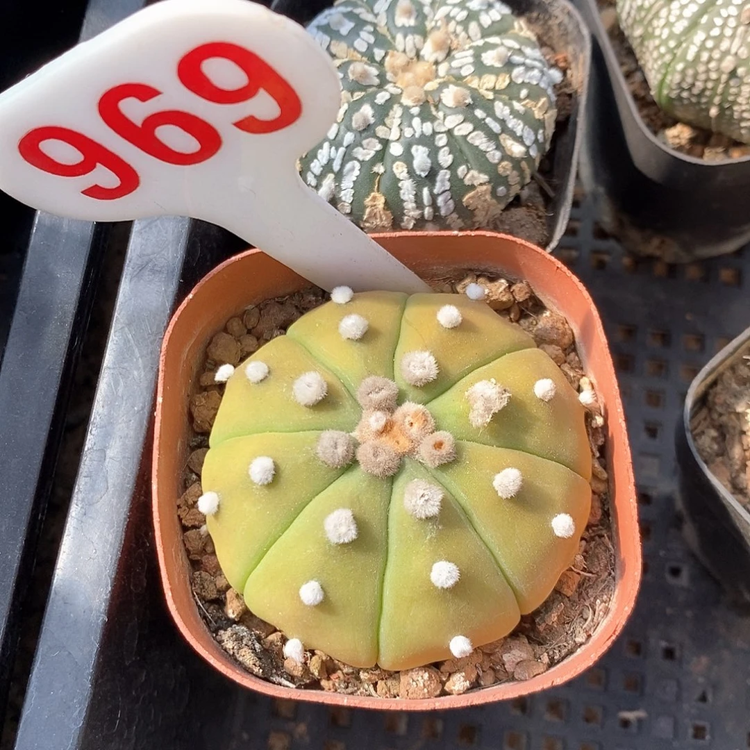 969黄体兜福利来啦