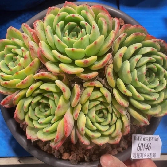 快****6十里桃花60146多肉