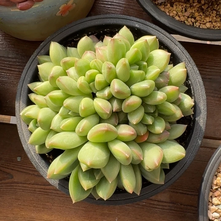 新品新号福利价哦