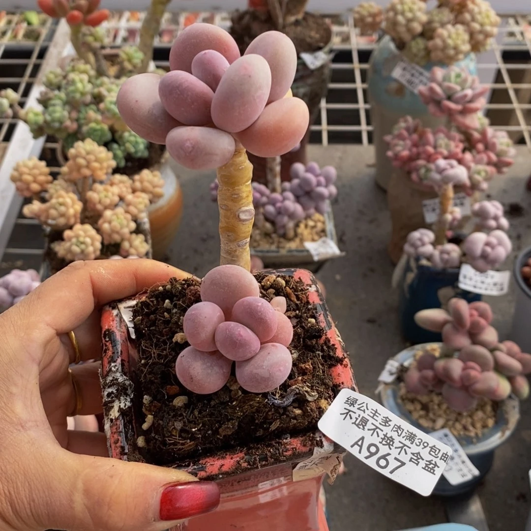 彩虹奶酪967/5c m