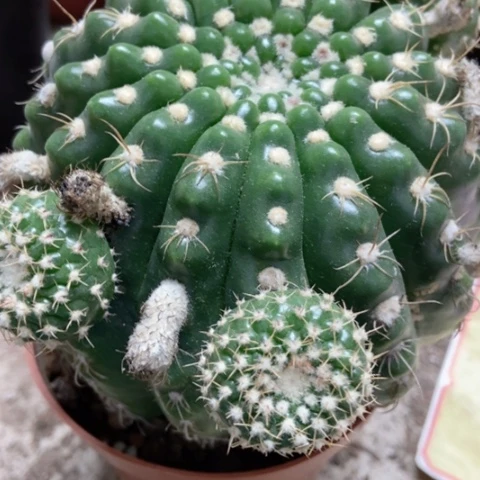 选美玉仙人球18米仙人球