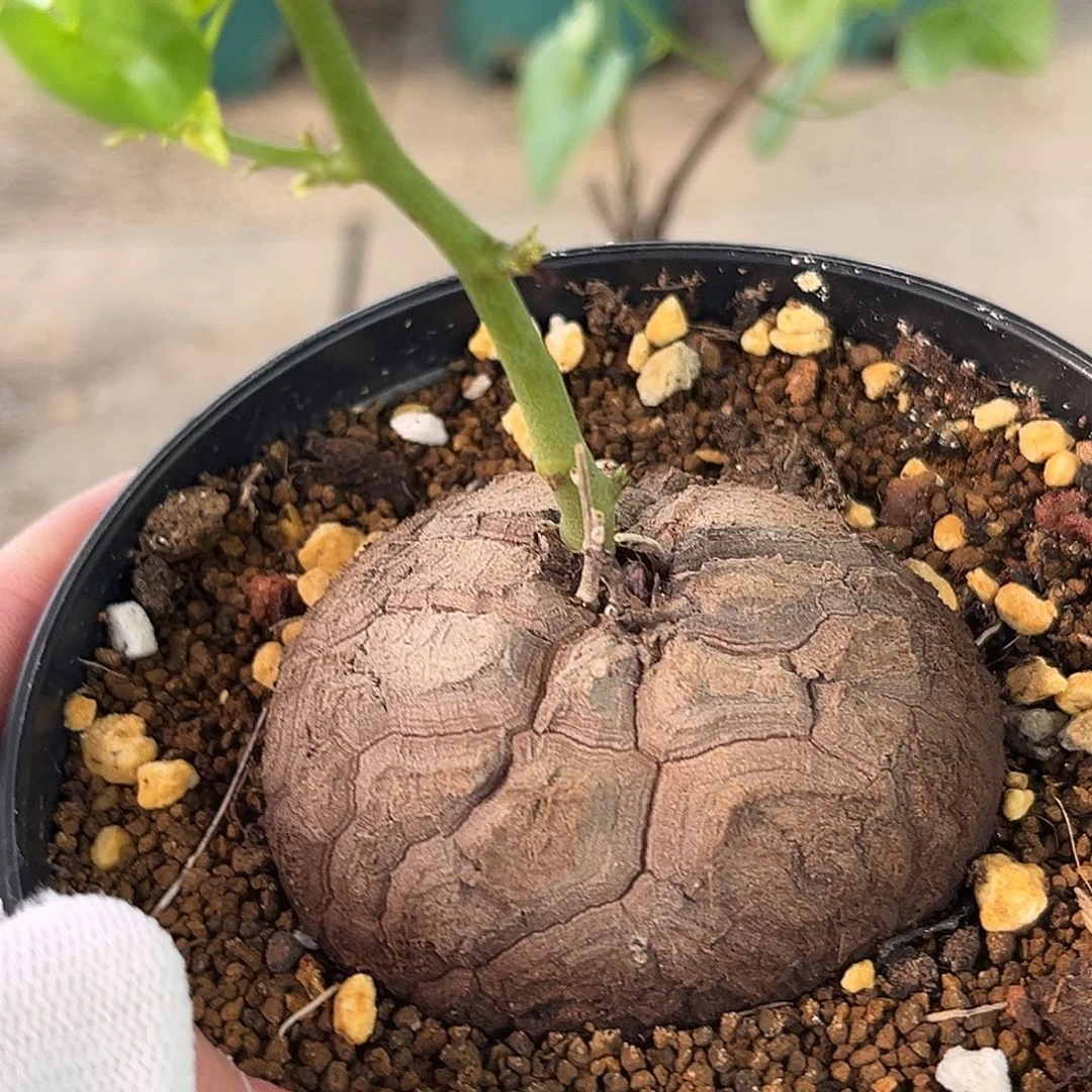 ໑****汤圆植物龟甲龙哈