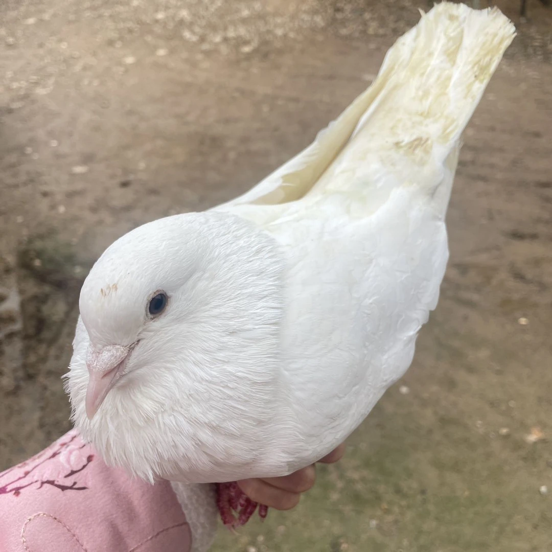 四只 肉鸽 青年 包邮到家