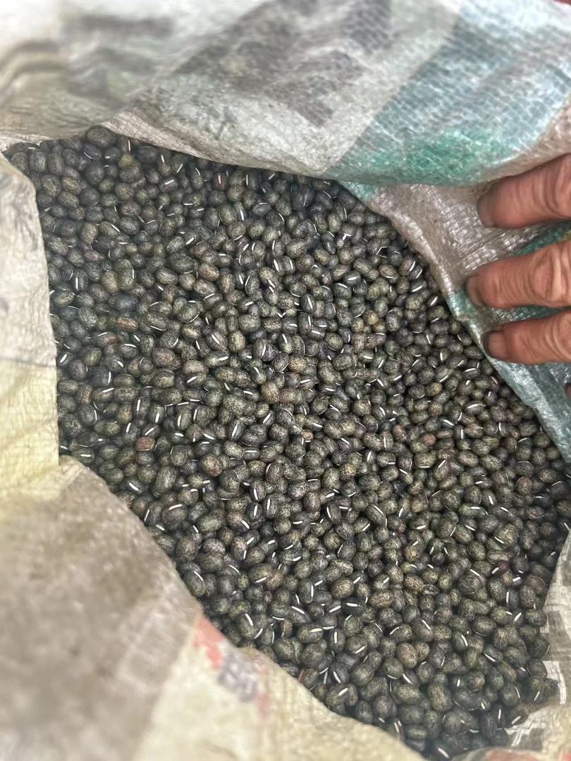 跑山阿红农家【麻豆】