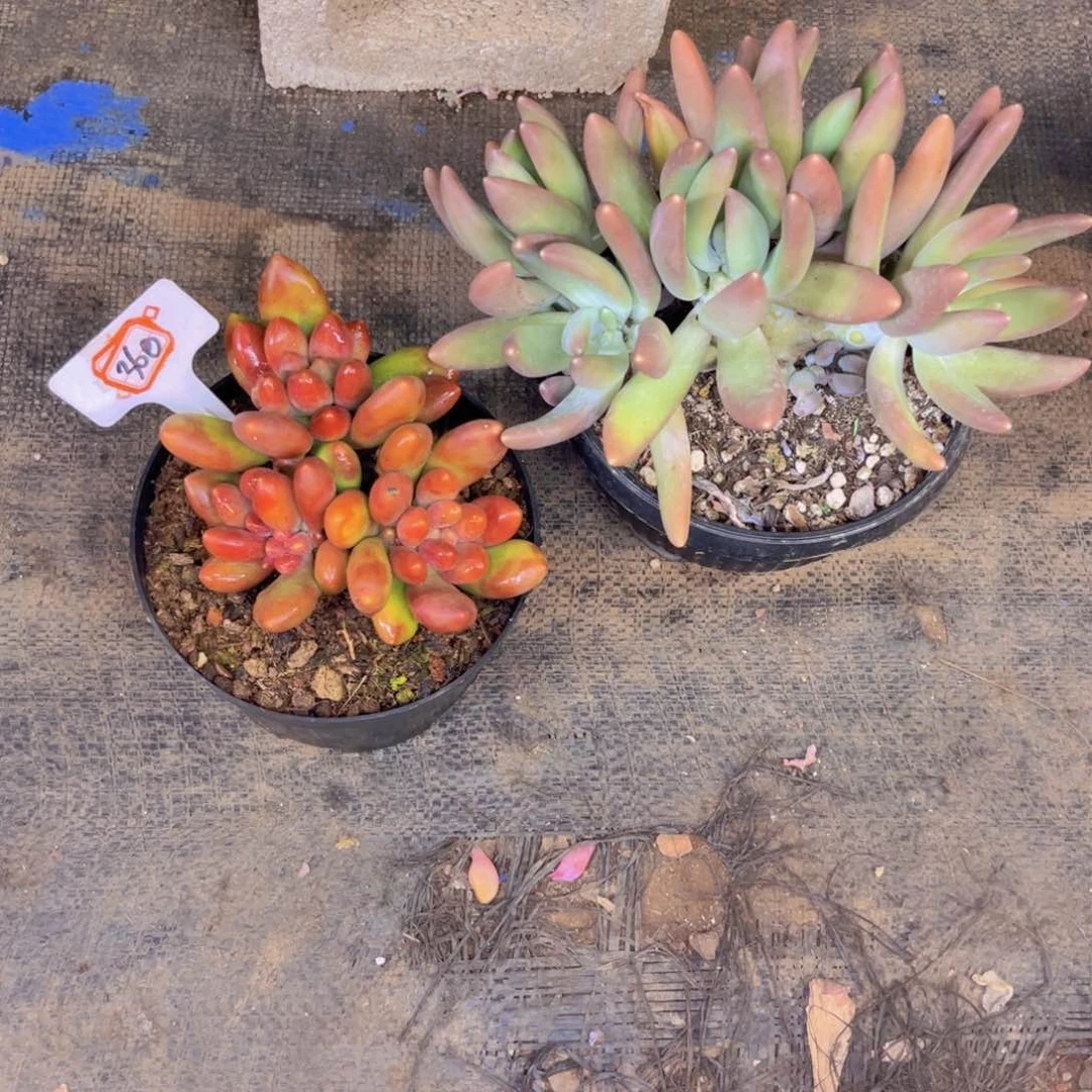 冬****万芒果奶和美人杂360多肉植物