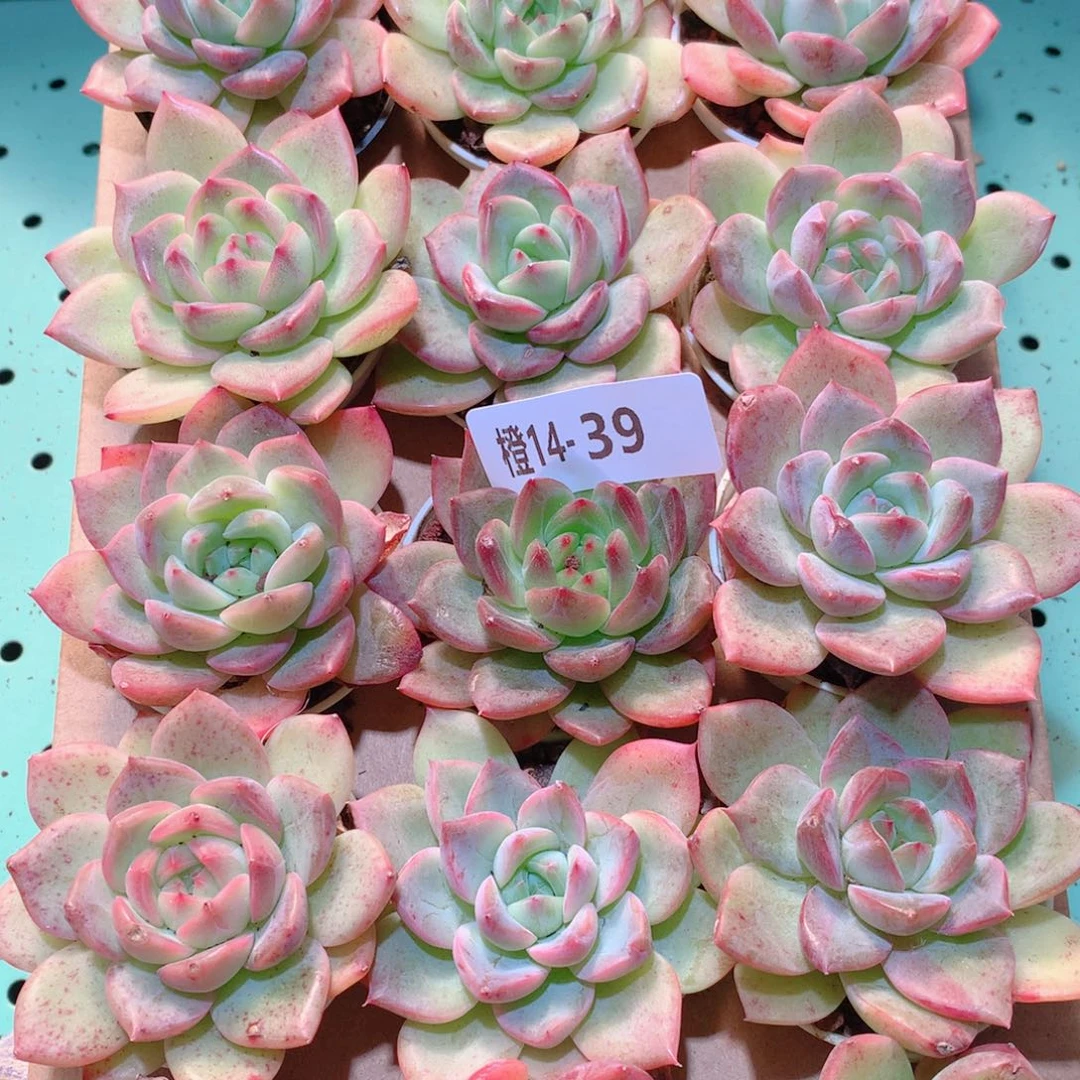 14-39一物一拍多肉带盆18颗