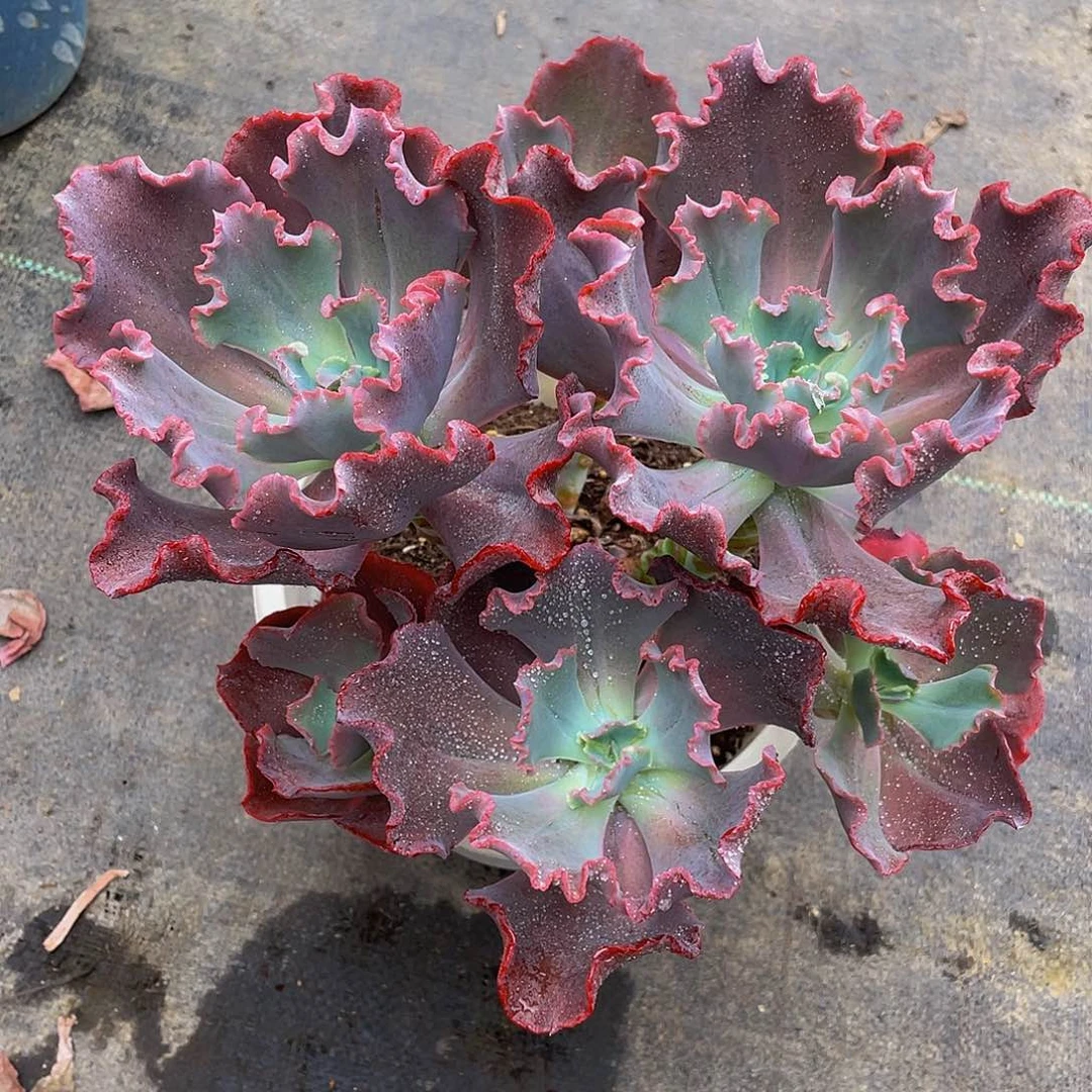 玲***玲小珊瑚多肉植物群