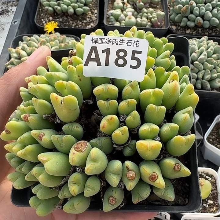 185多肉植物多肉植物
