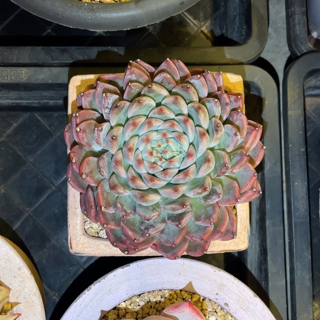 多肉植物一物一拍