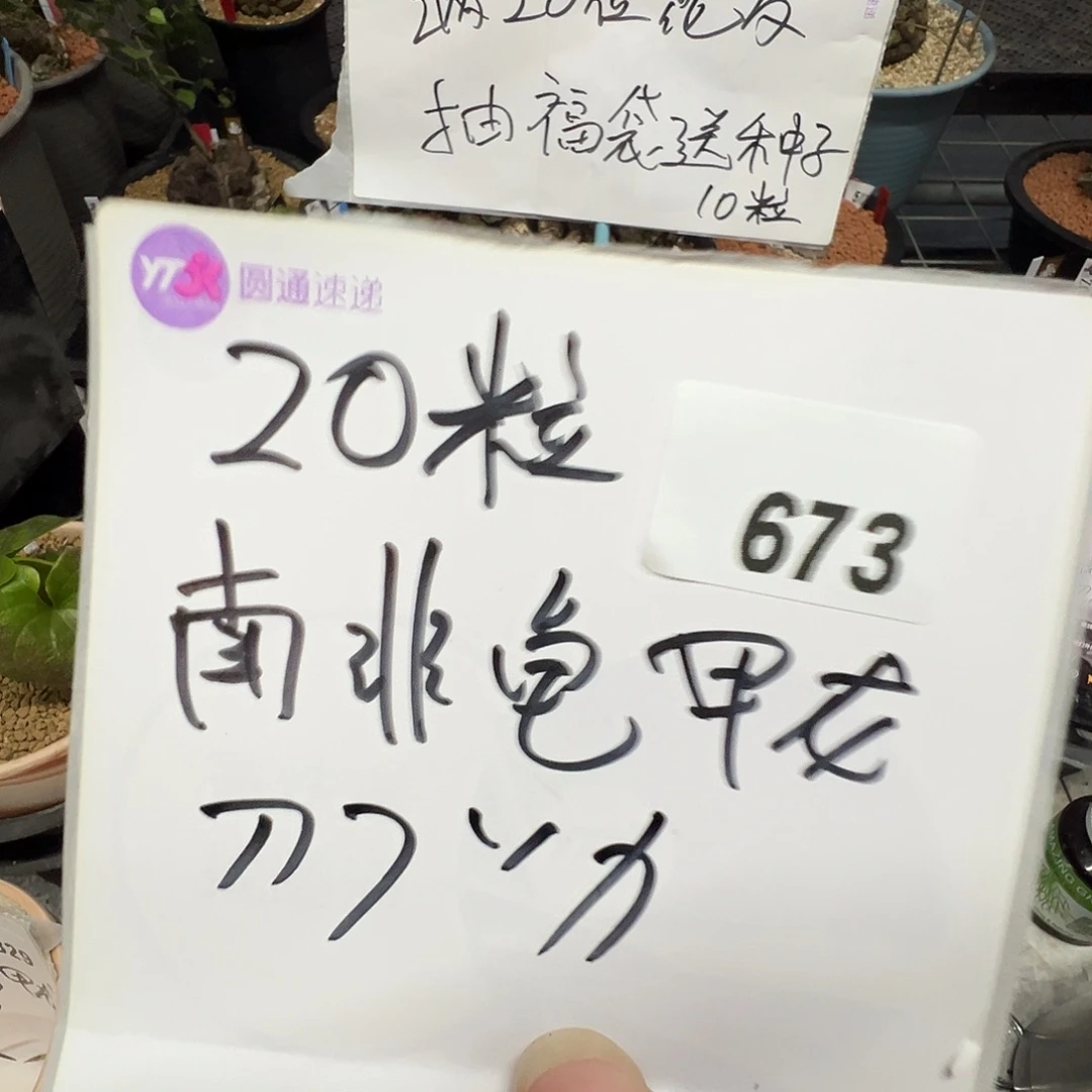 多肉植物专拍植物不退换 一物一拍 673