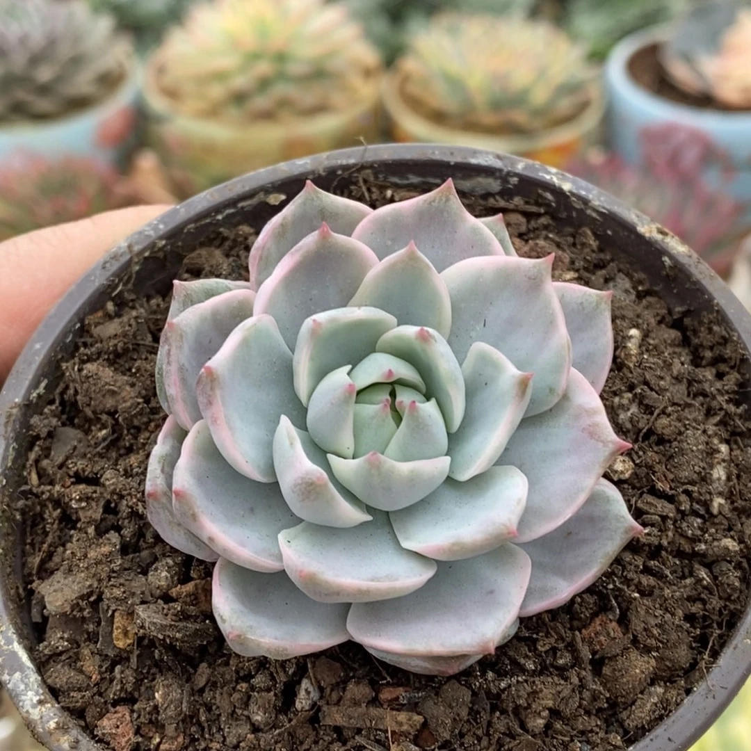 *****676白牡丹锦头盖锦锦锦锦