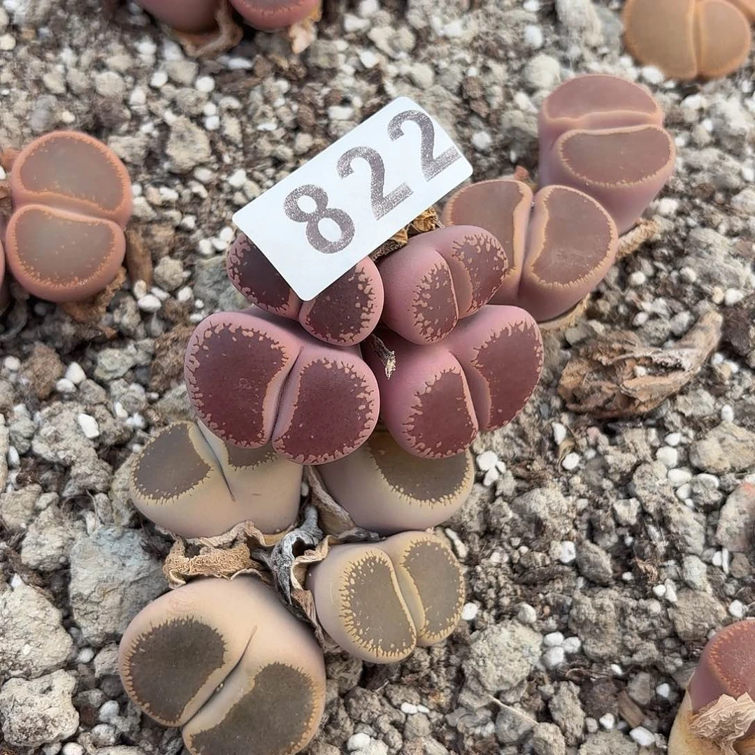 生石花一物一拍822