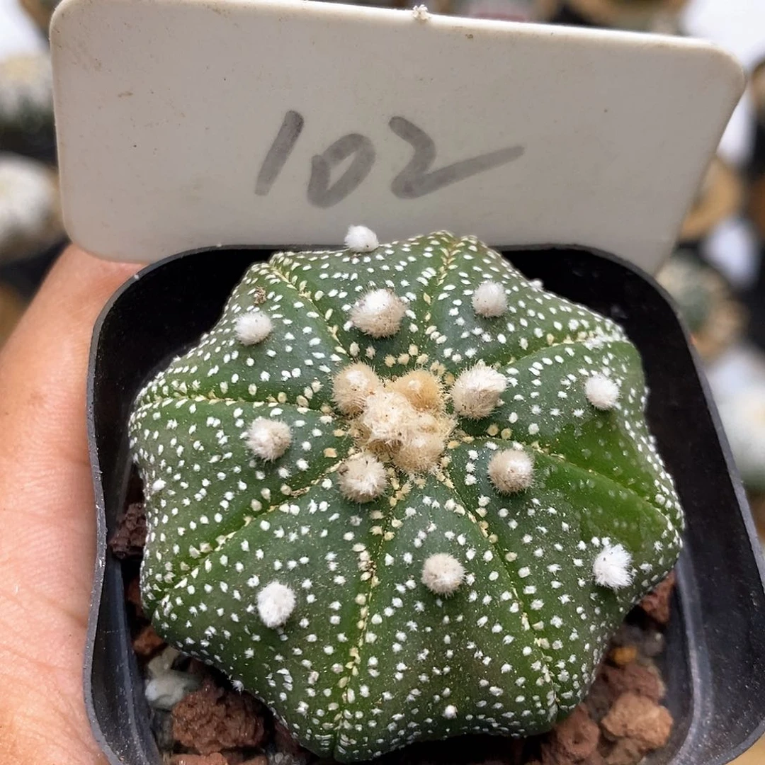 102福利特价海星