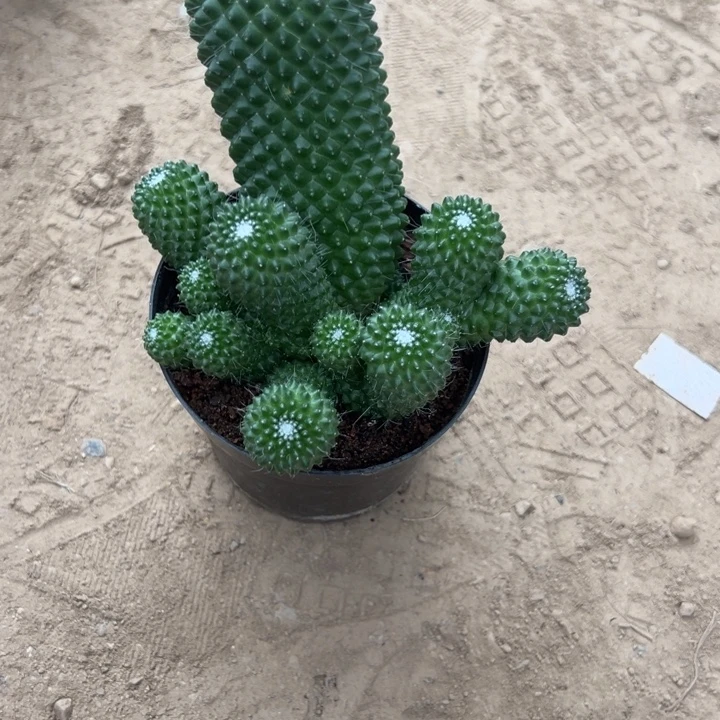 曲***依吉祥如意等名家名作和