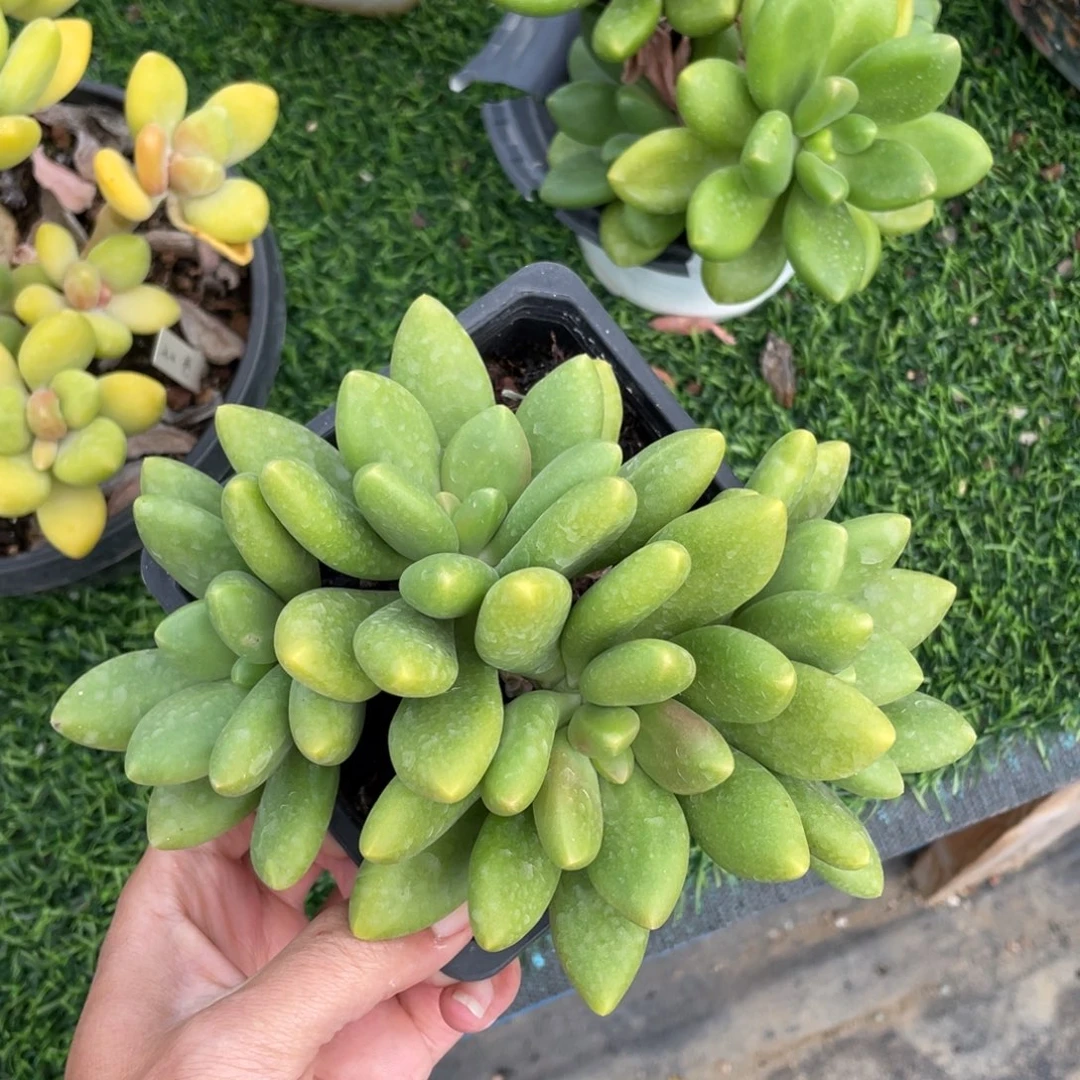 正版芒果奶多肉植物