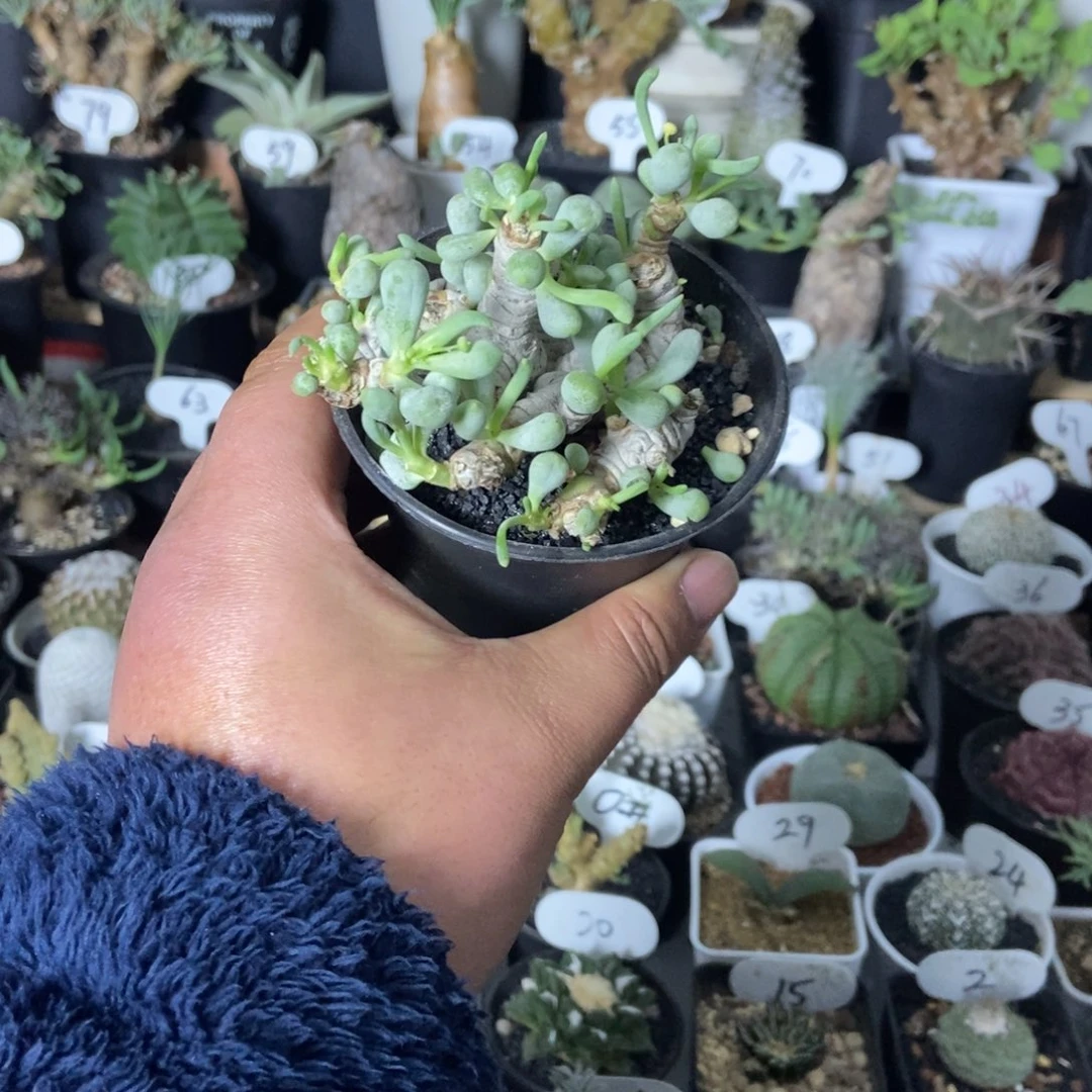 卡拉菲后盾菊一个